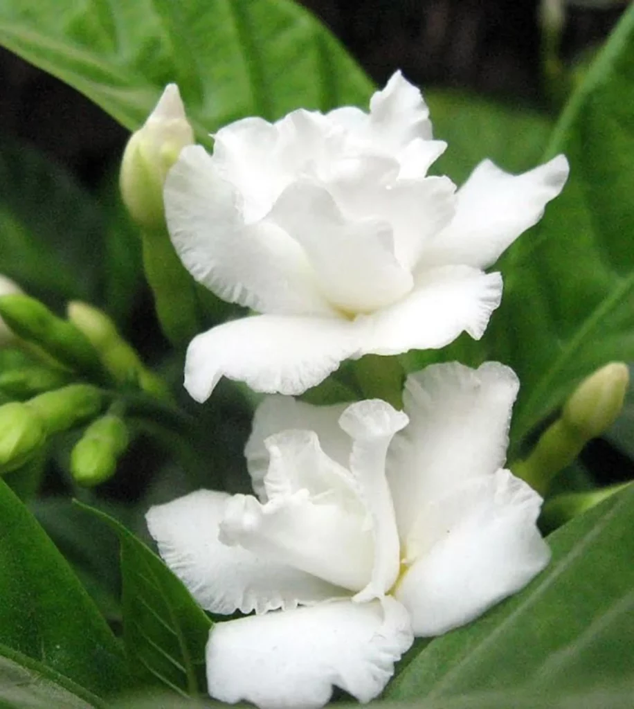 Tagar Double – Plant