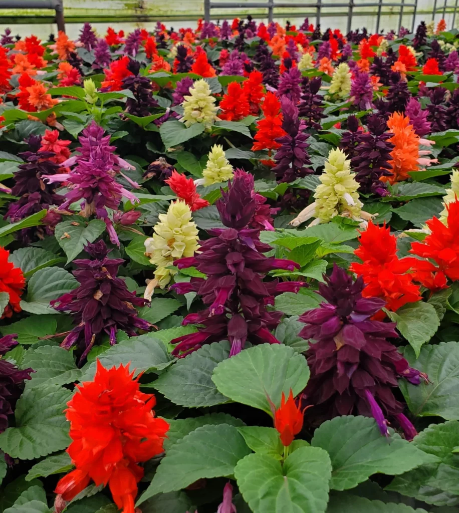 Salvia Mixed 10 Seeds