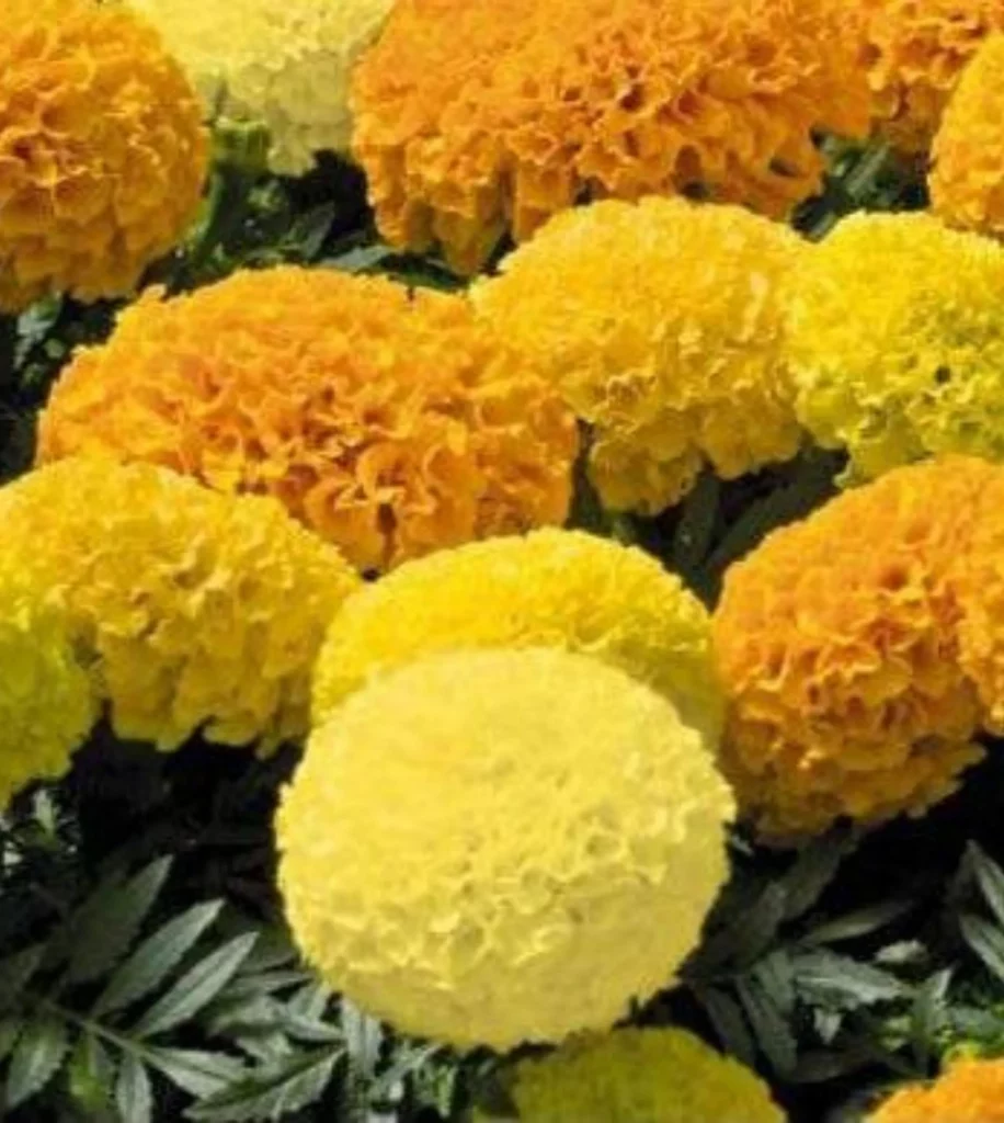 Marigold African Mixed 10 Seeds