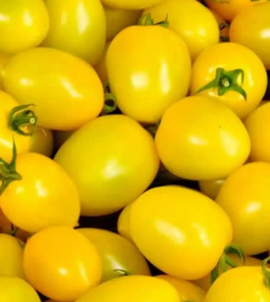 Tomato Plum Yellow 10 Seeds