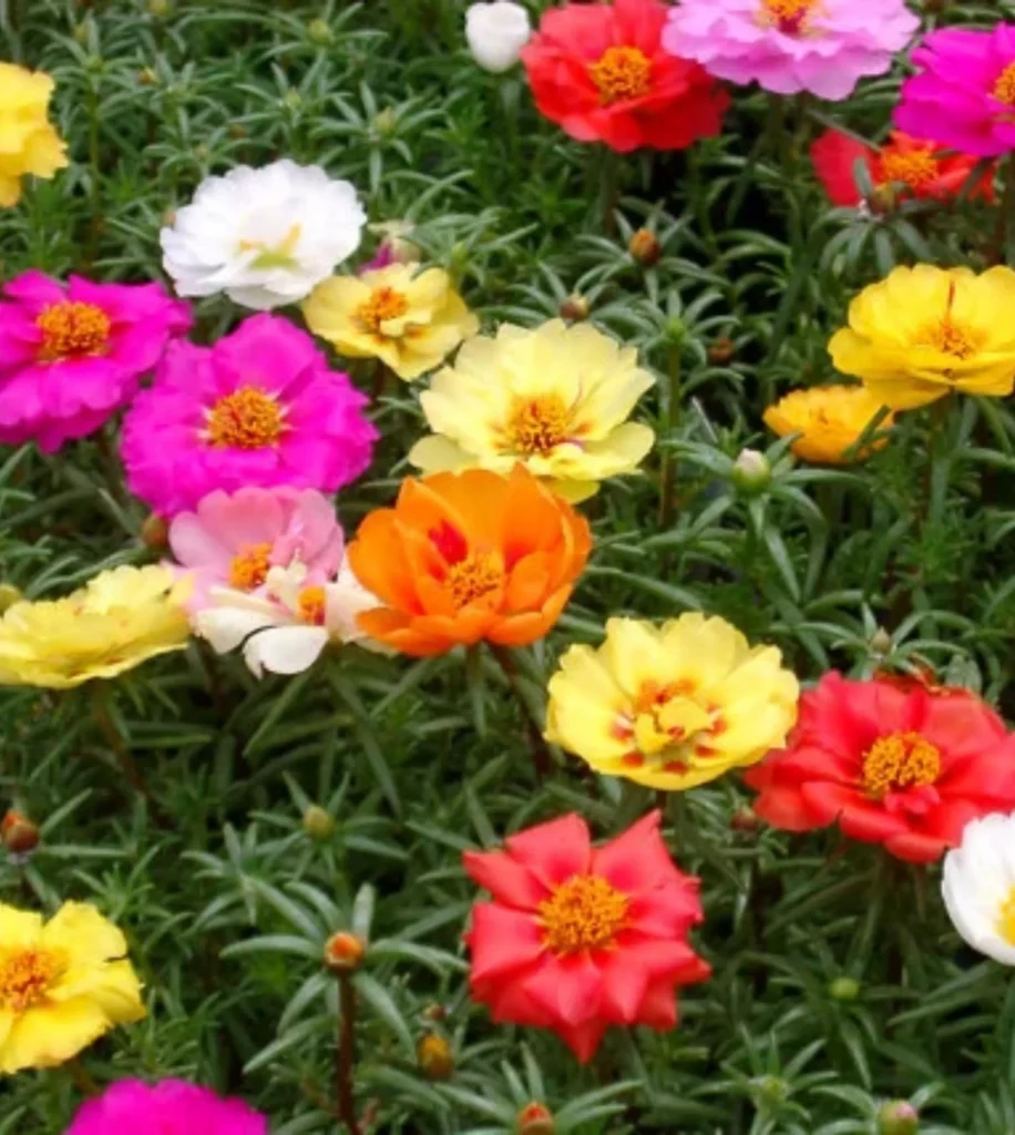 Portulaca 10 Seeds