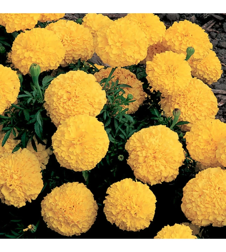 Marigold Yellow – 10 Seeds