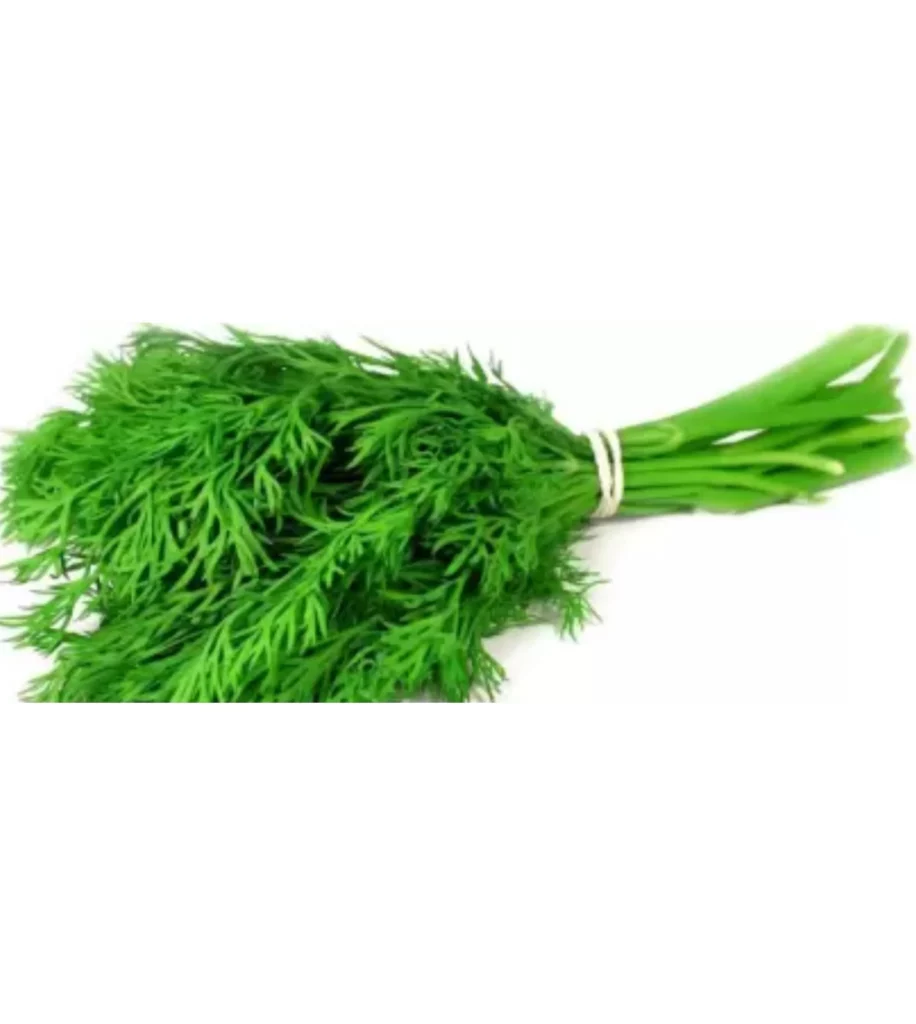 Premium Herb Seeds – Dill 10 Seeds
