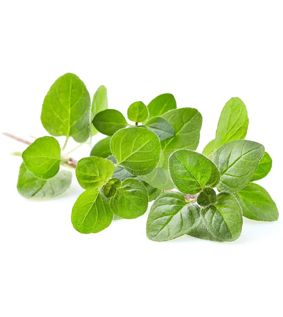 Premium Herb Seeds – Oregano 10 Seeds