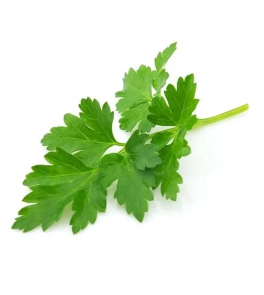 Parsley Flat 10 Seeds
