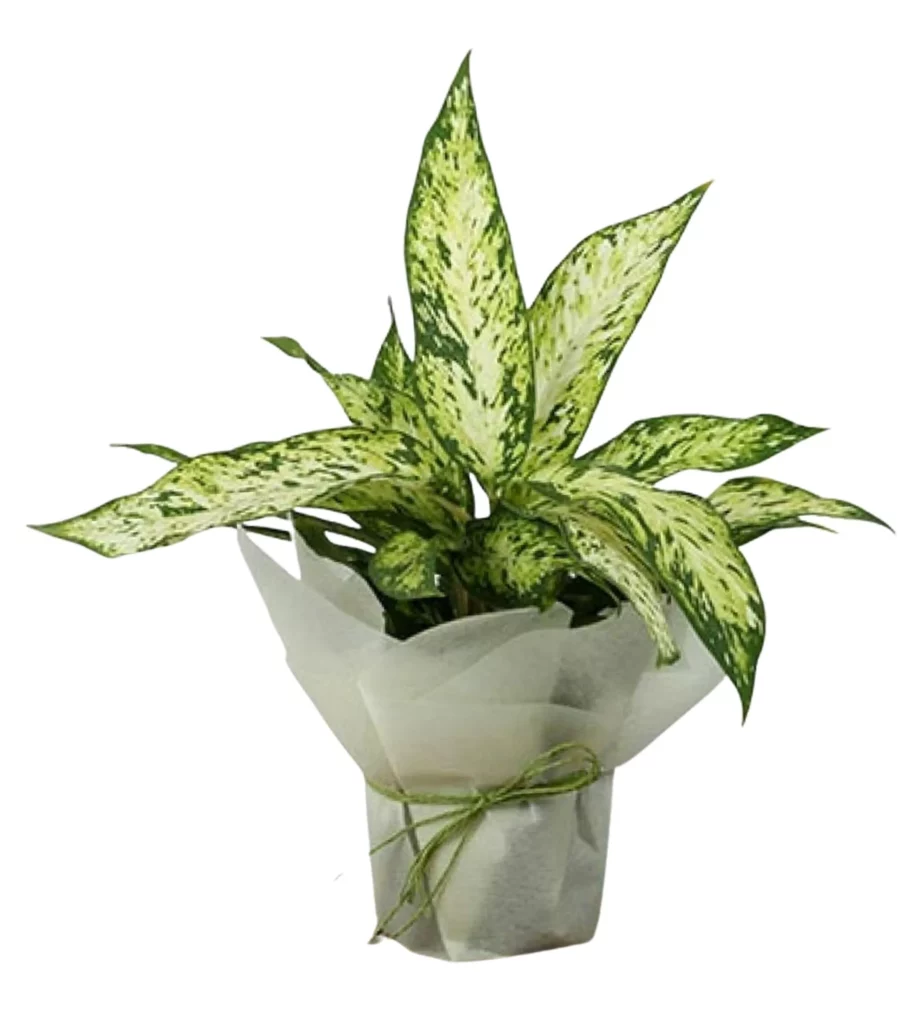 Aglaonema Snow White Gift  Wrapped