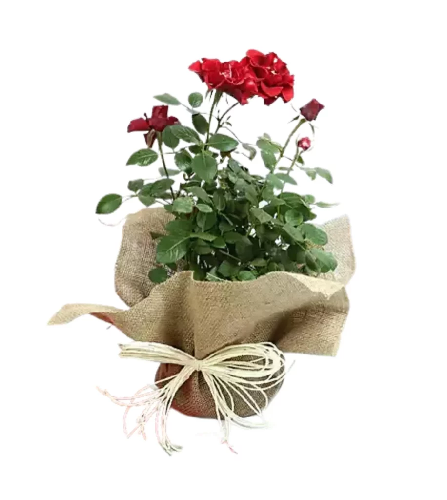 Rose Plant Gift Wrapped