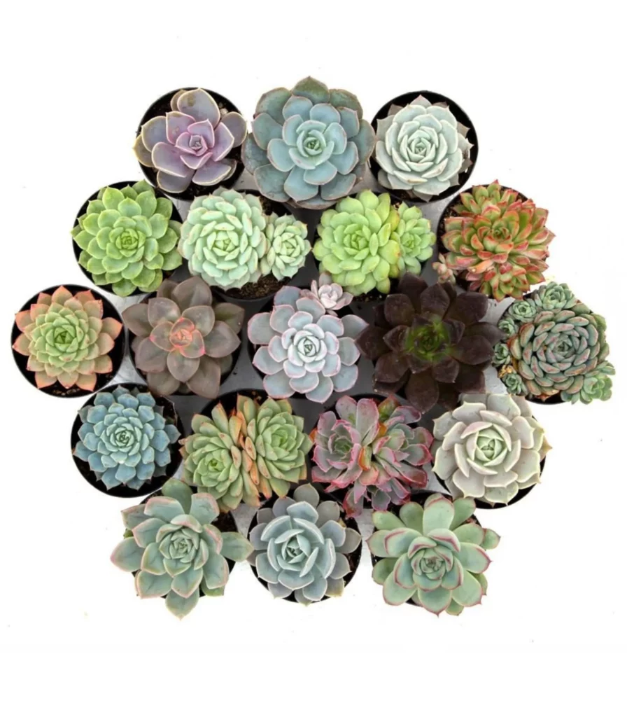 Set Of 5 Succulents (Any 5 )