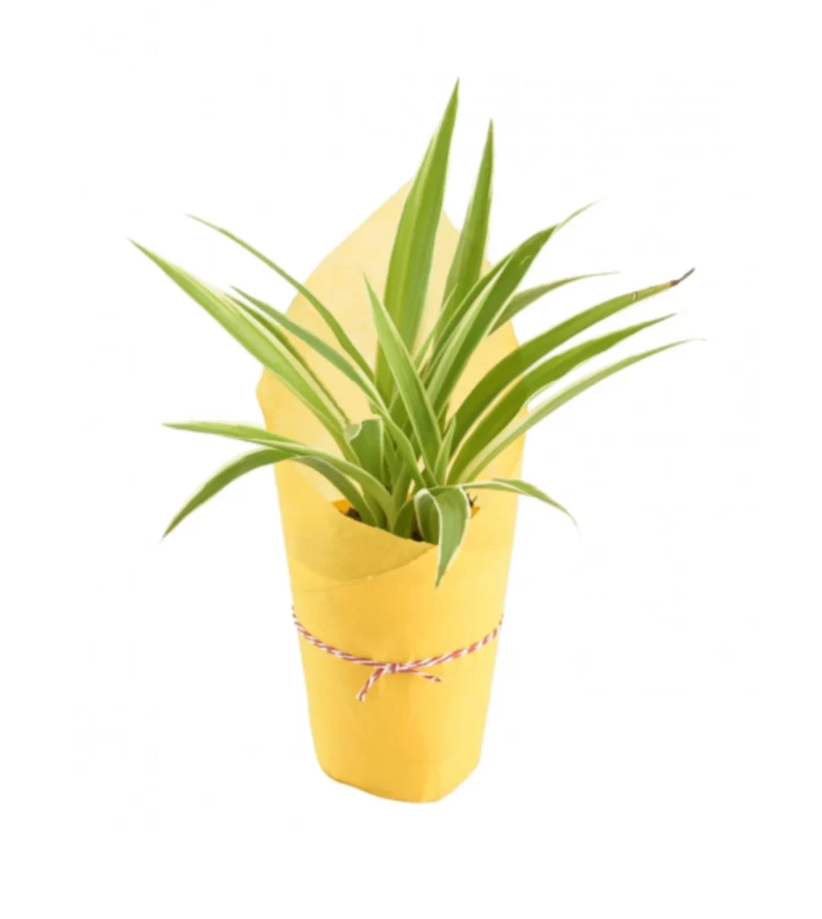 Spider Plant Wrapped