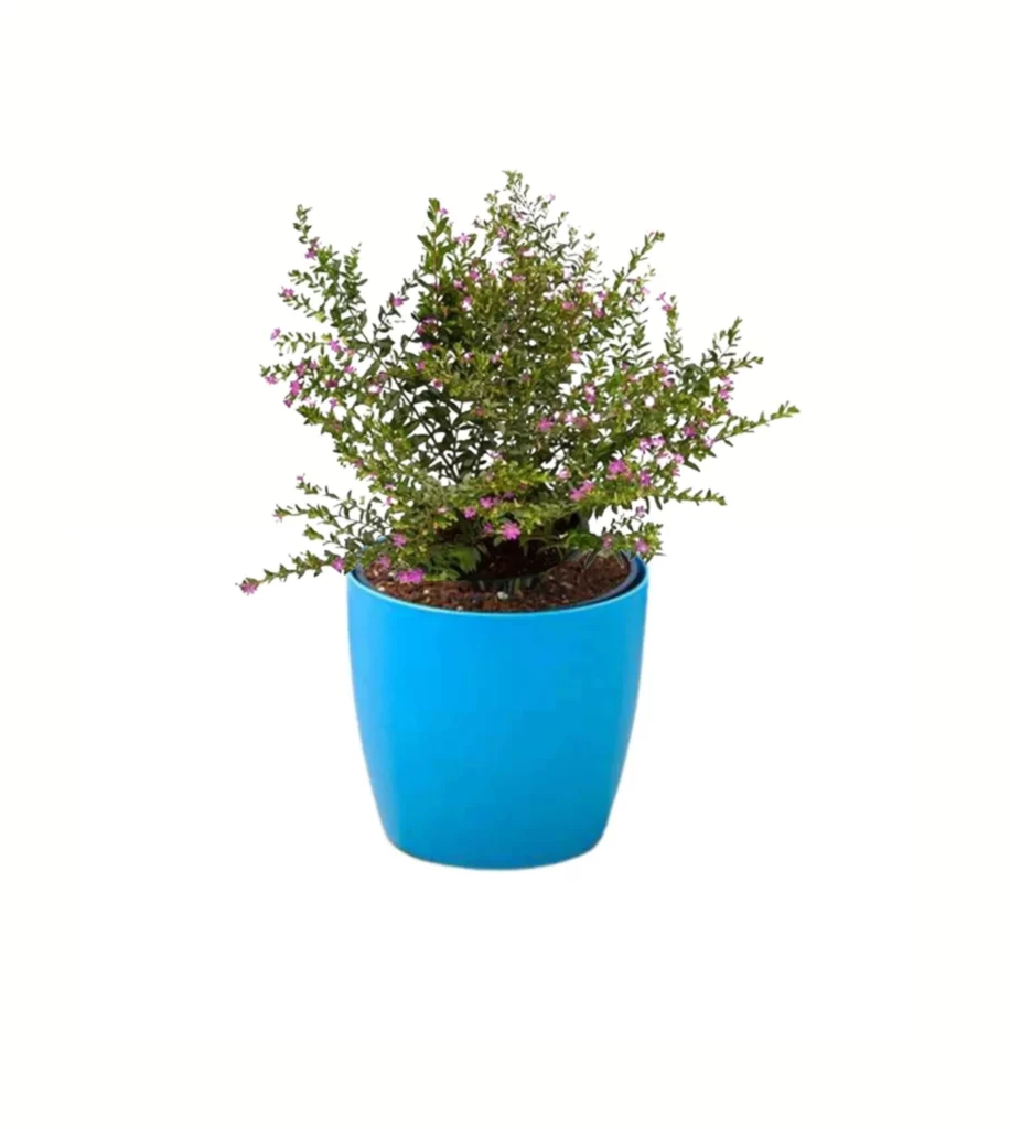 Cuphea Hyssopifolia ( Lavender) Plant