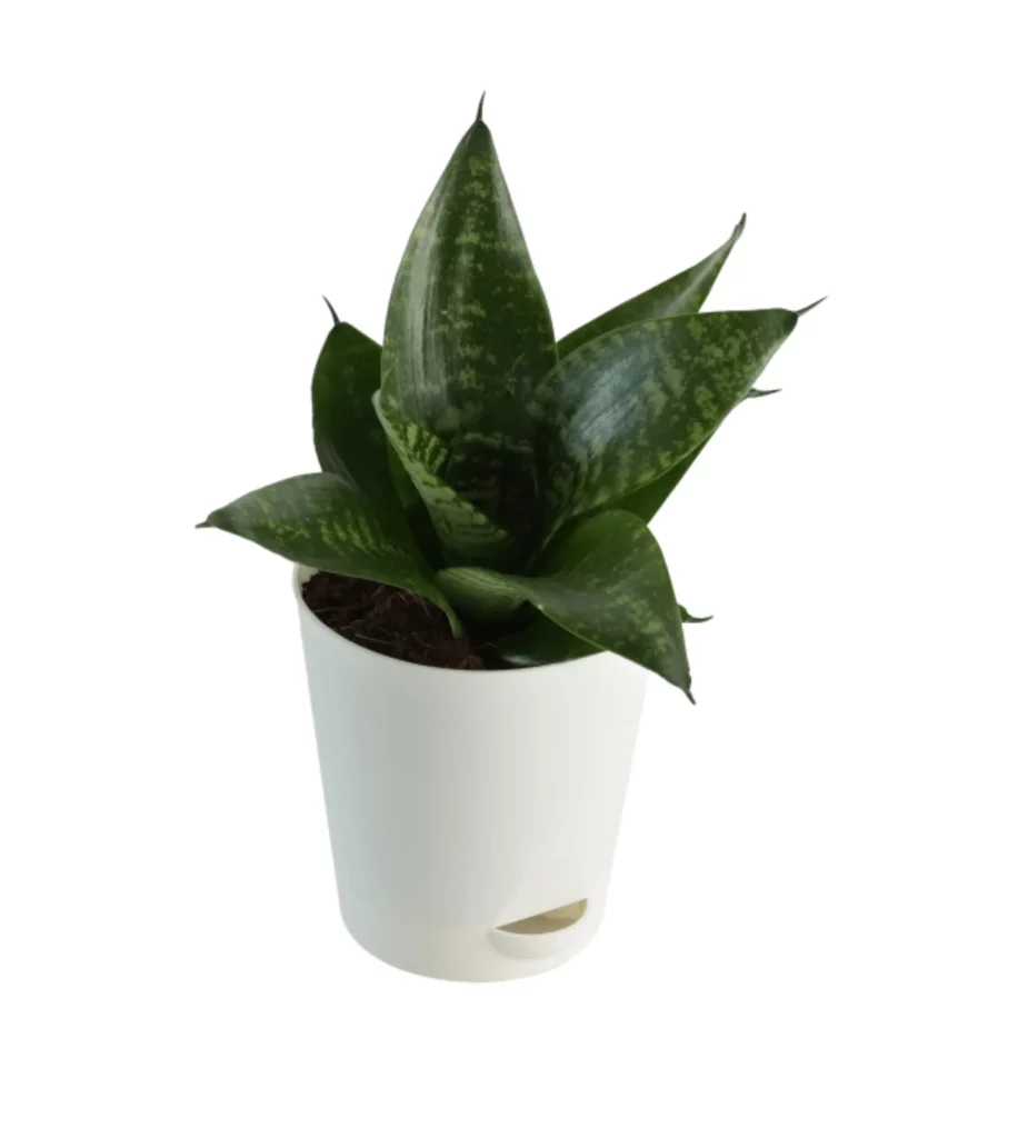Snake Plant Green Self Watering Pot