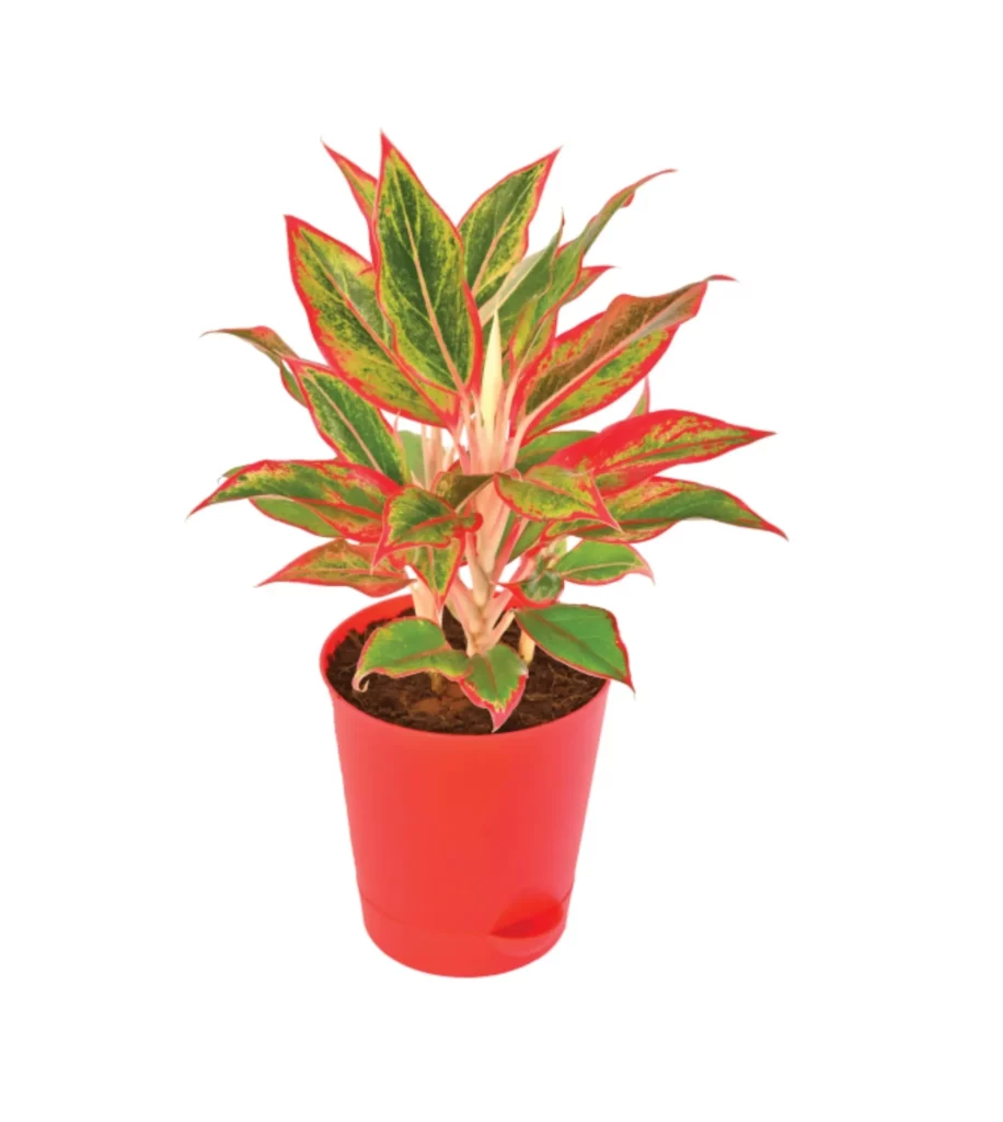 Aglaonema Red With 4Inch Self Watering Pot