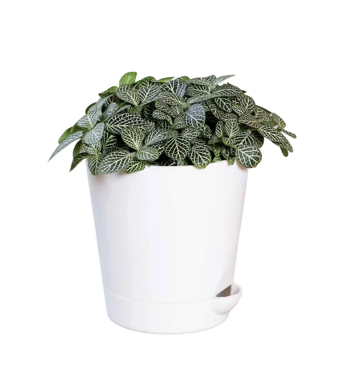 Fittonia Green Plant