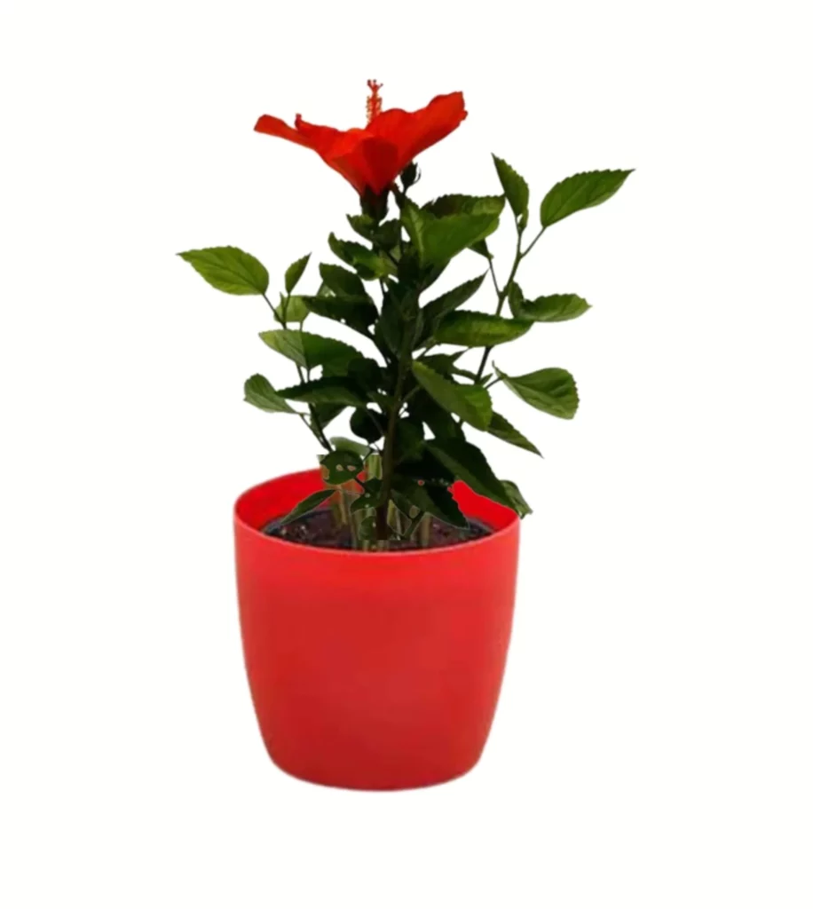 Hibiscus (Red) Plant