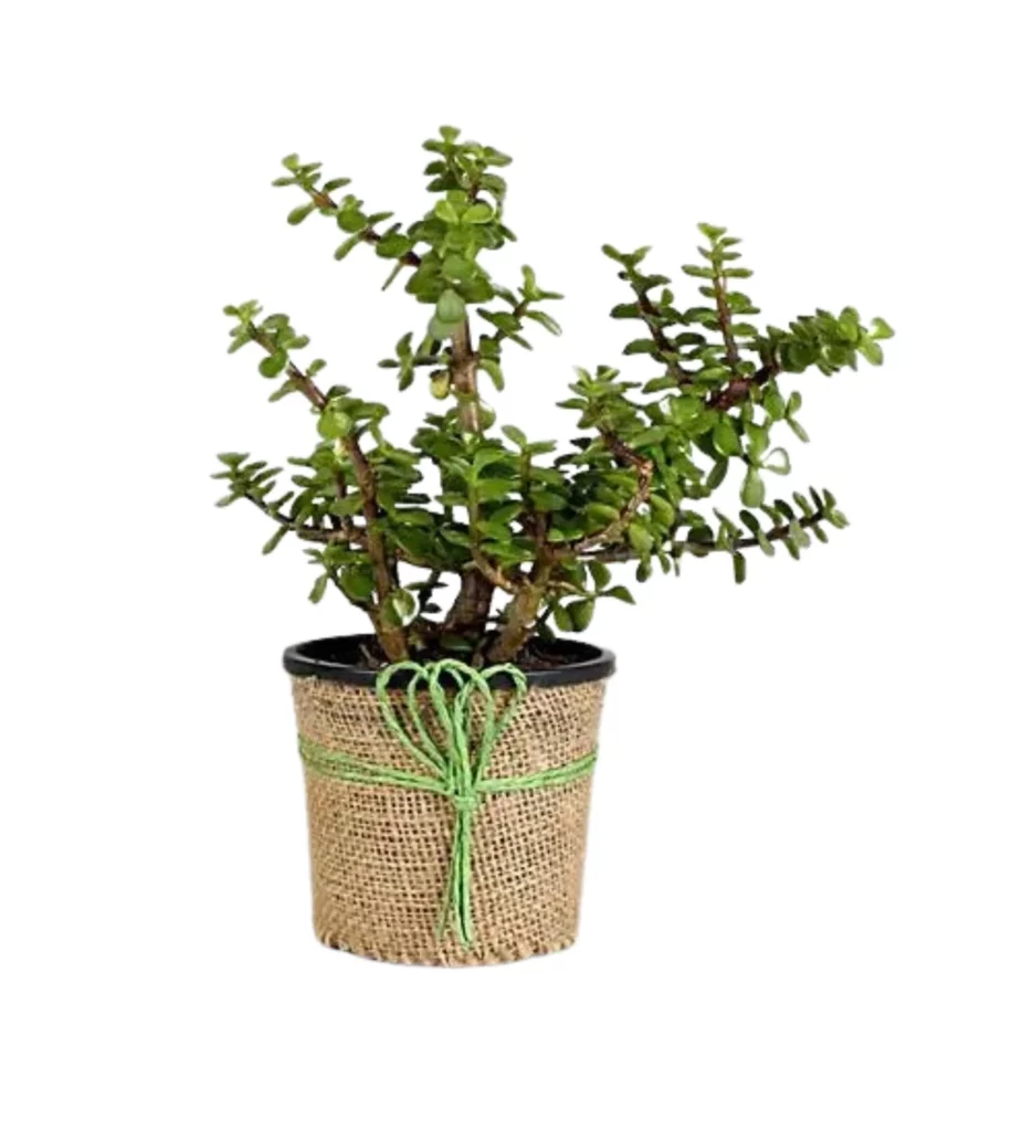 Jade With Jute Wrap