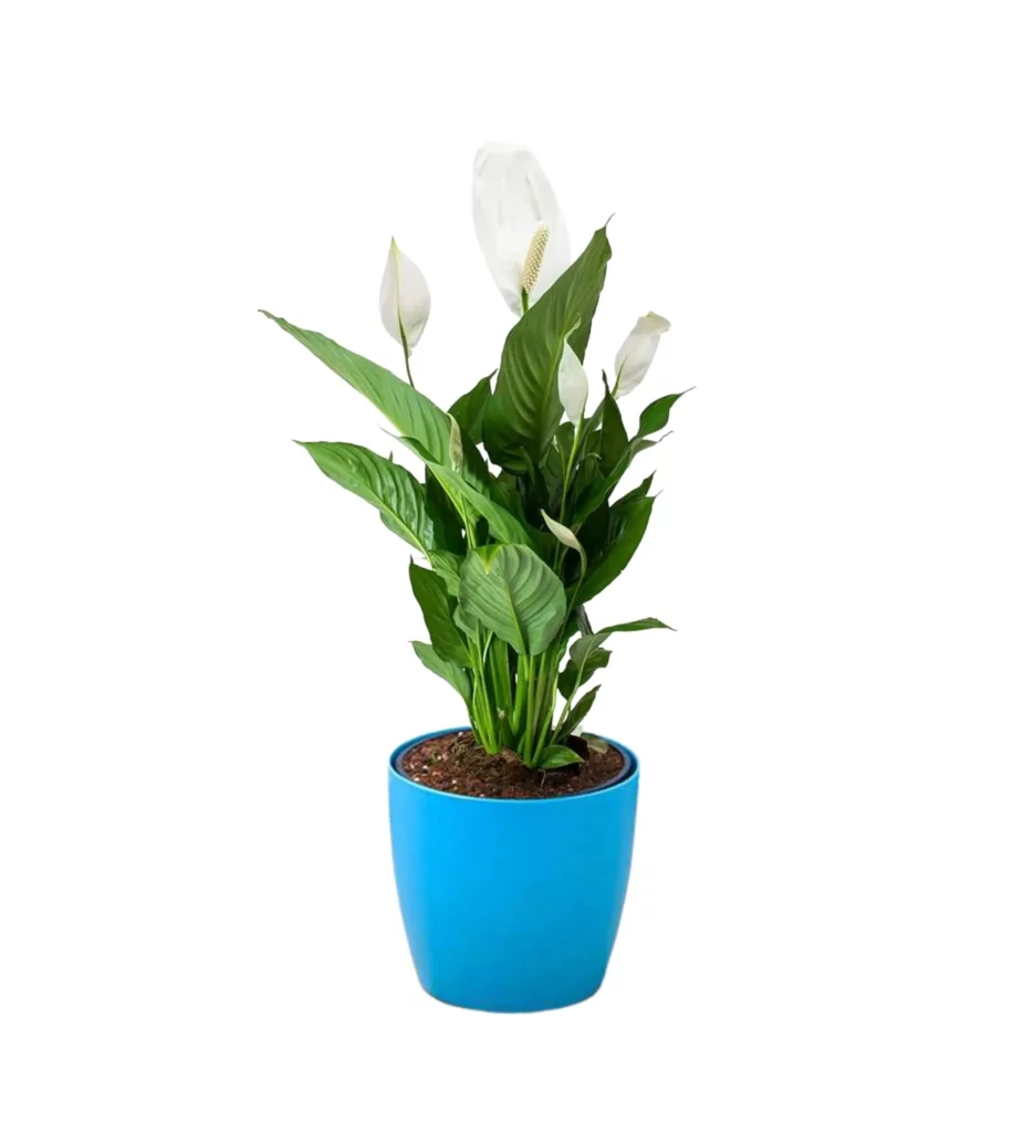 Peacelily In 4 Inch Pot