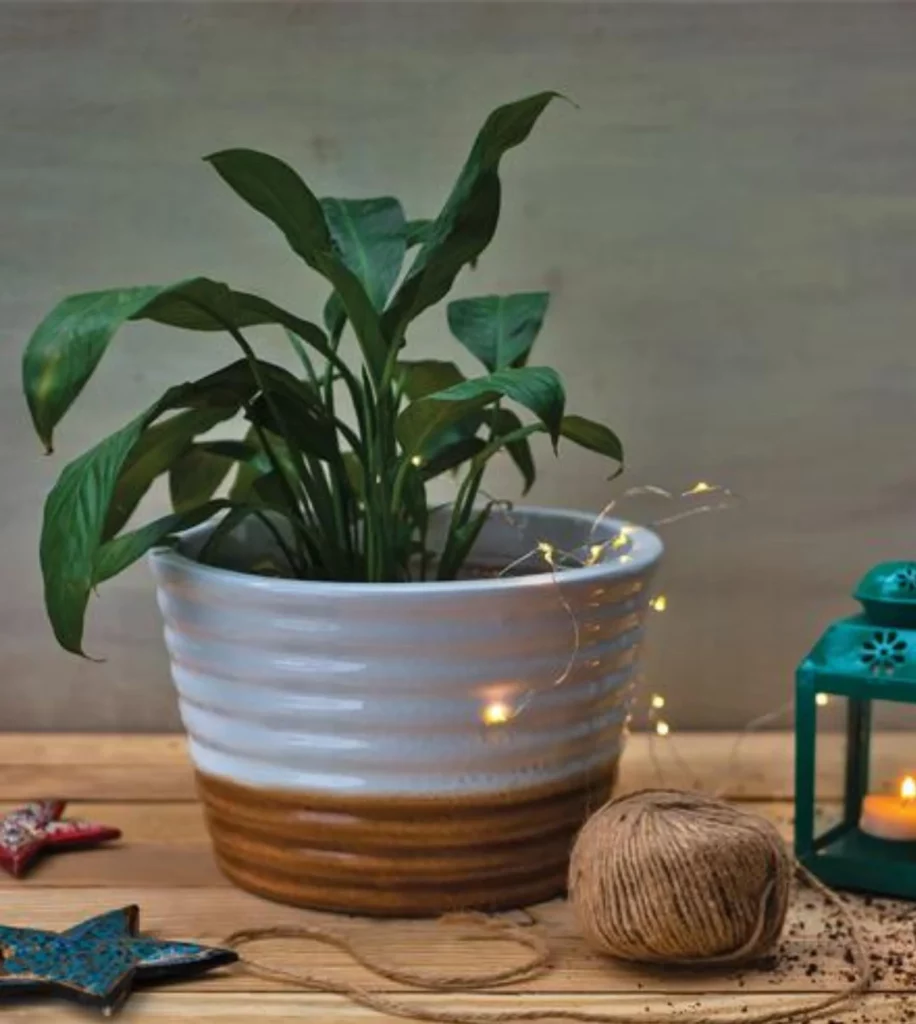 Love Bite – Duet Planter