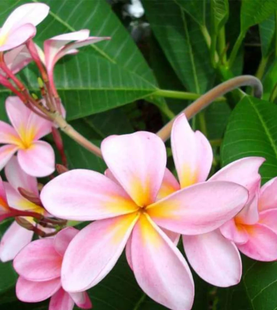 Plumeria, Champa (Pink)