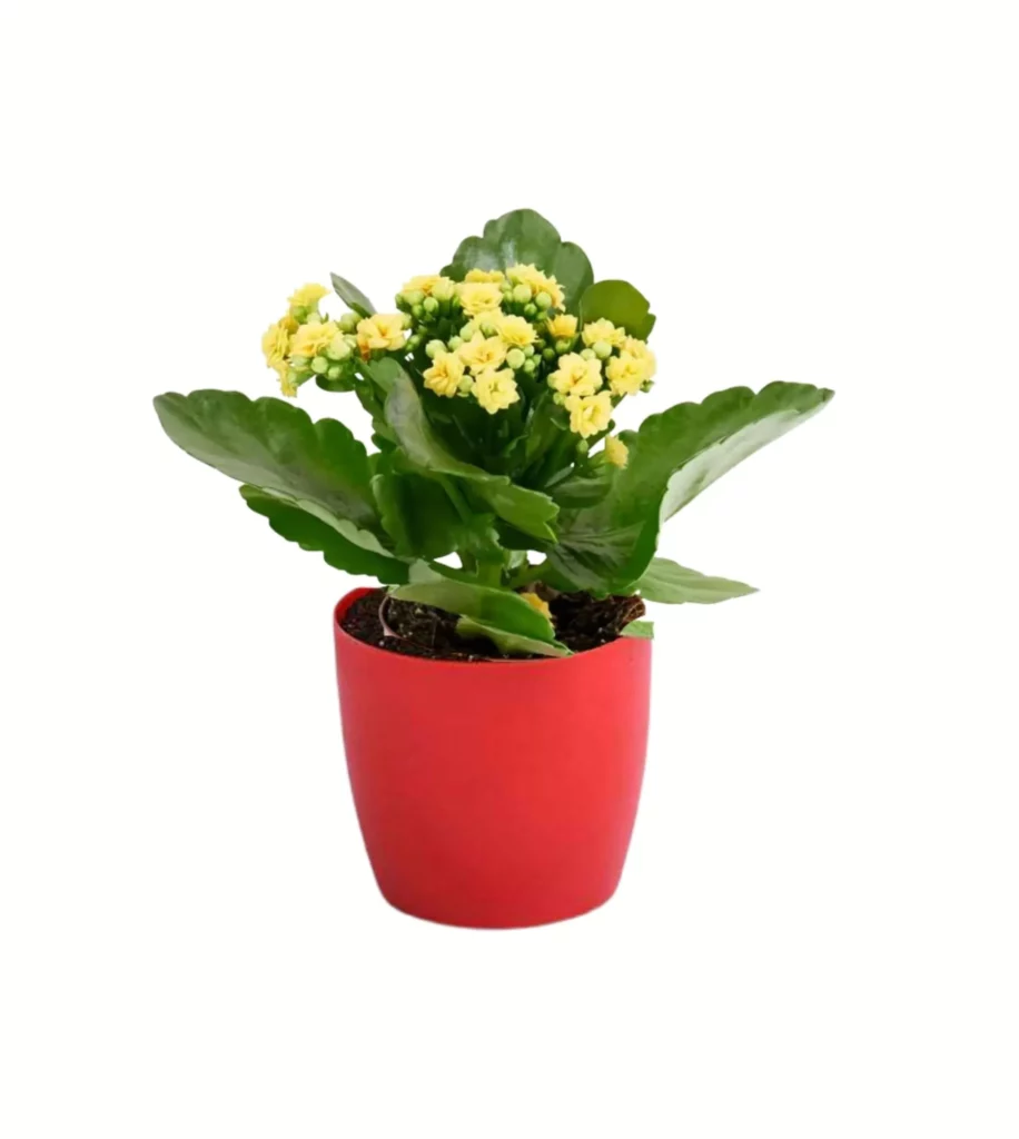Kalanchoe (Yellow) Plant