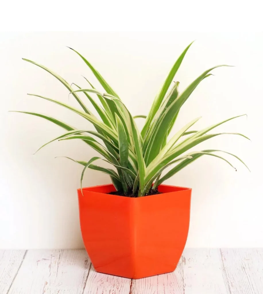 Spider Plant In  3 Inches Pot