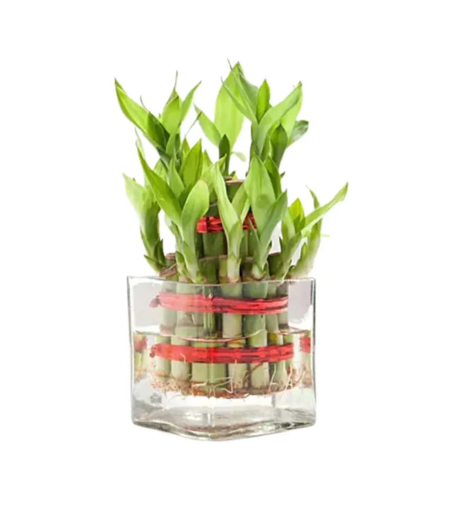 Two Layer Lucky Bamboo In Glass Pot