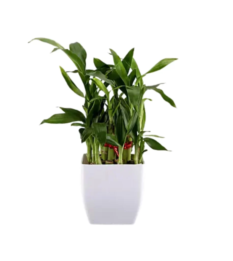 Two Layer Lucky Bamboo In 3 Inches Pot