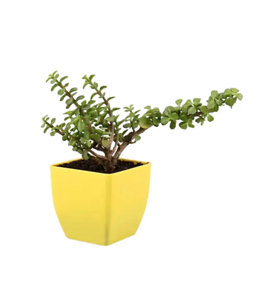 Jade In 3 Inches Pot