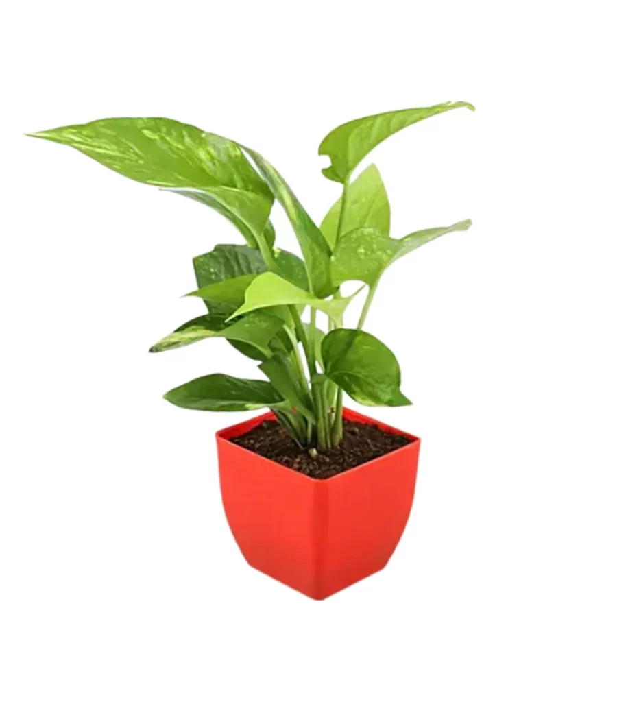 Money Plant Green In 3 Inch Pot