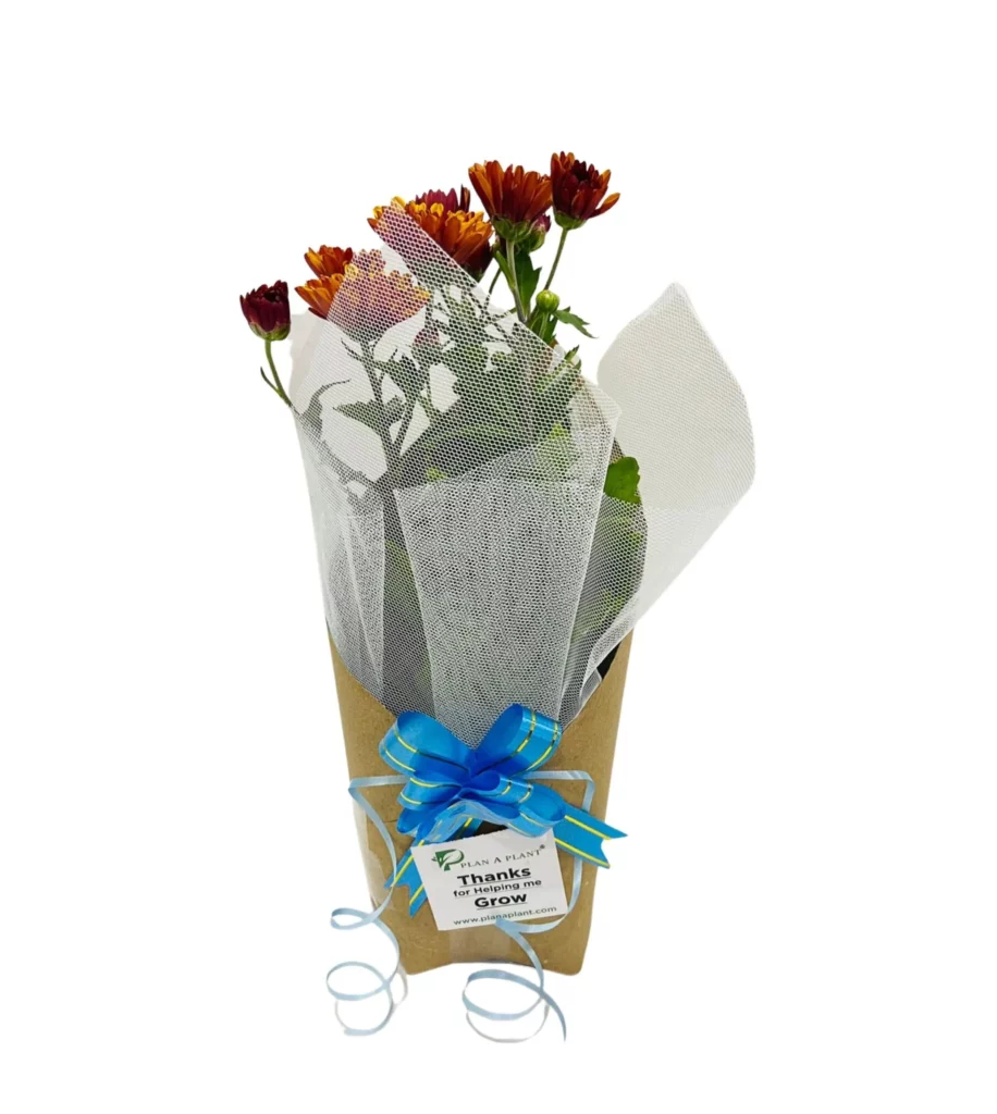 Chrysanthemum Gift Wrapped