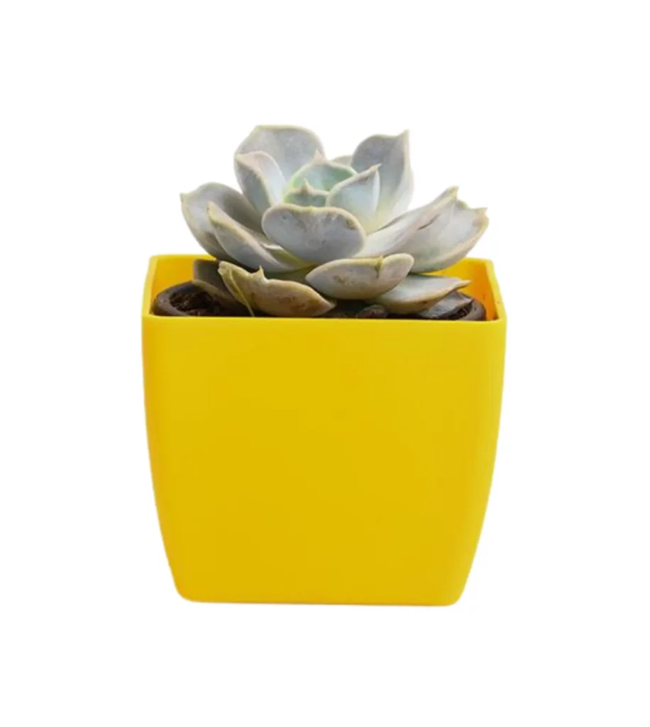 Echeveria Elegans Rose