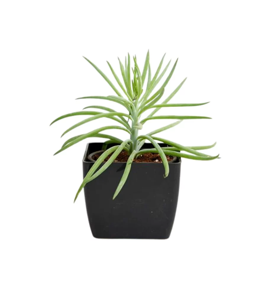 Succulent Bush Senecio