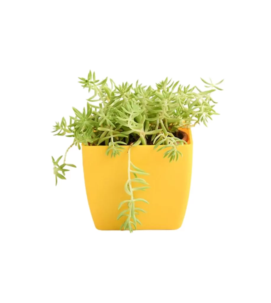 Sedum Angelina (Green)