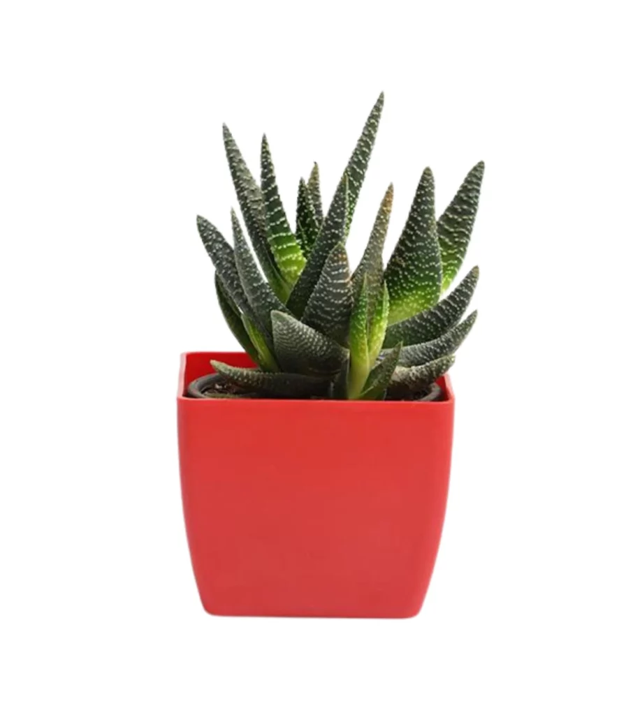 Haworthia Attenuata