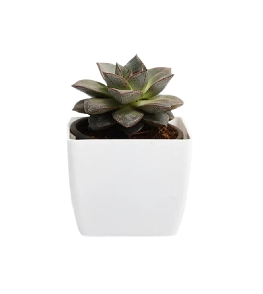 Echeveria Dionysos