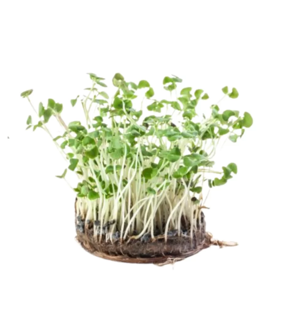 Basil Microgreens 10 Seeds