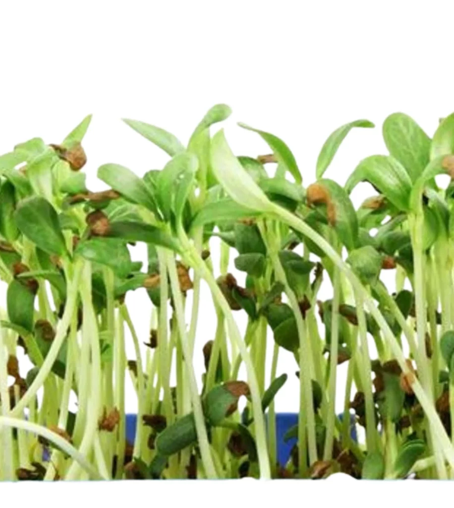 Fenugreek Microgreens 10 Seeds