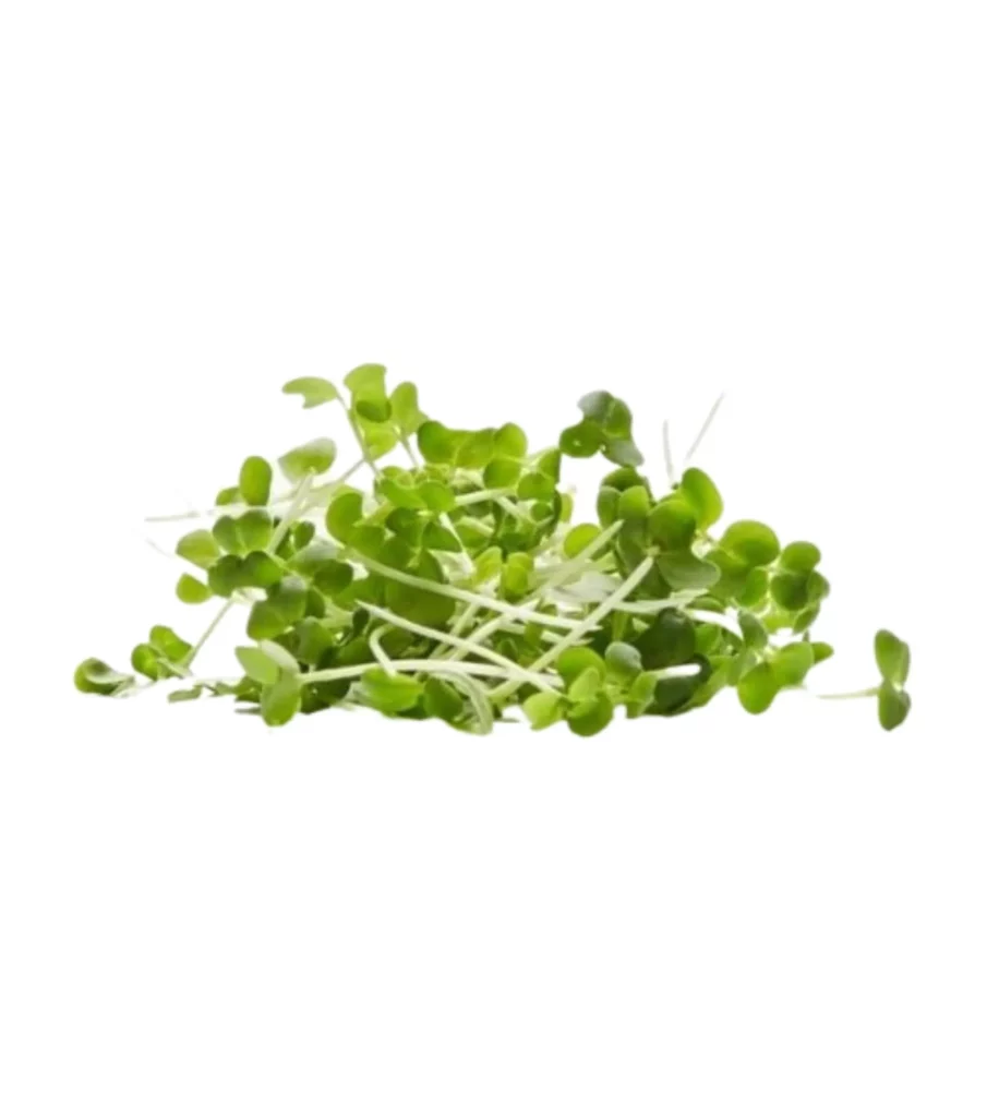 Mustard Green Microgreens 10  Seeds