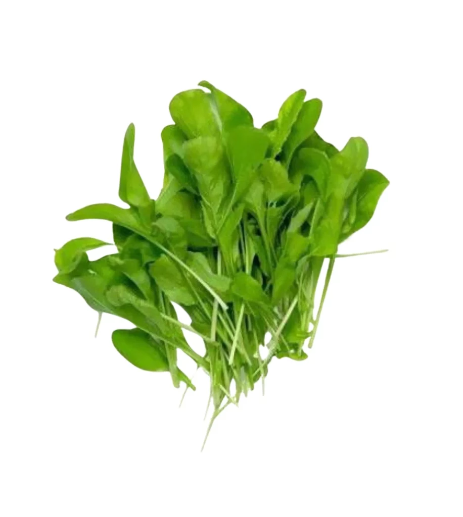 Spinach Microgreen 10 Seeds