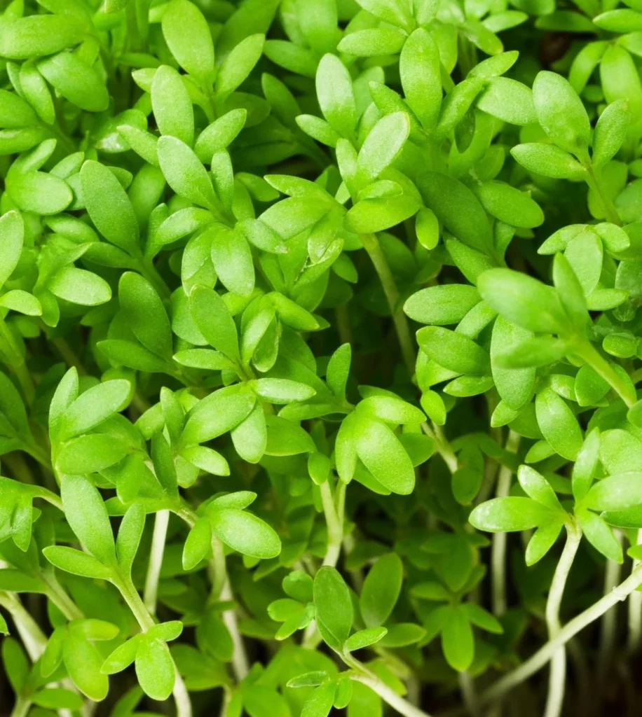 Garden Cress Microgreens – Halim 10 Seeds