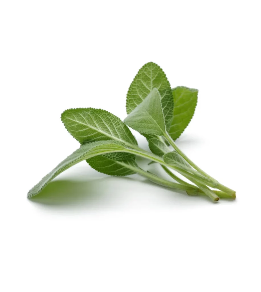 Sage 10 Seeds