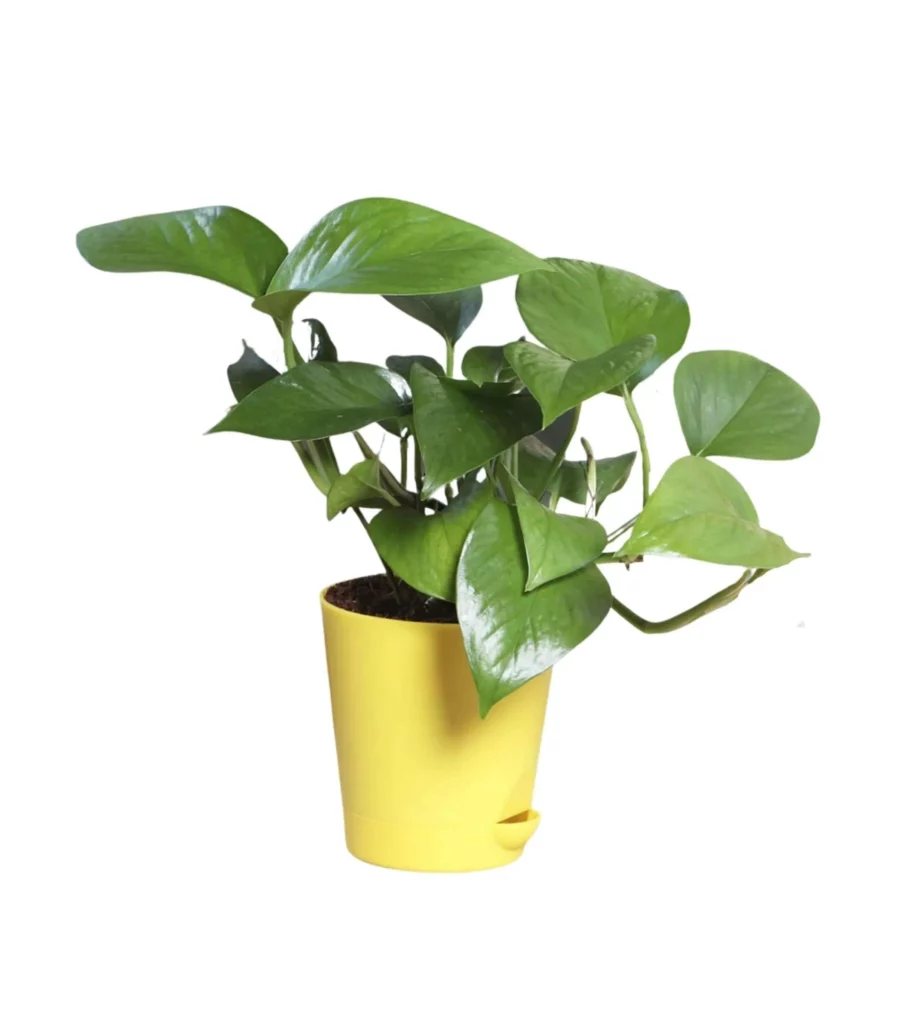 Money Plant Green