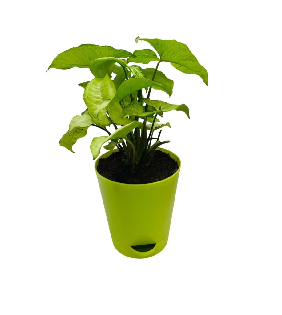 Syngonium Green