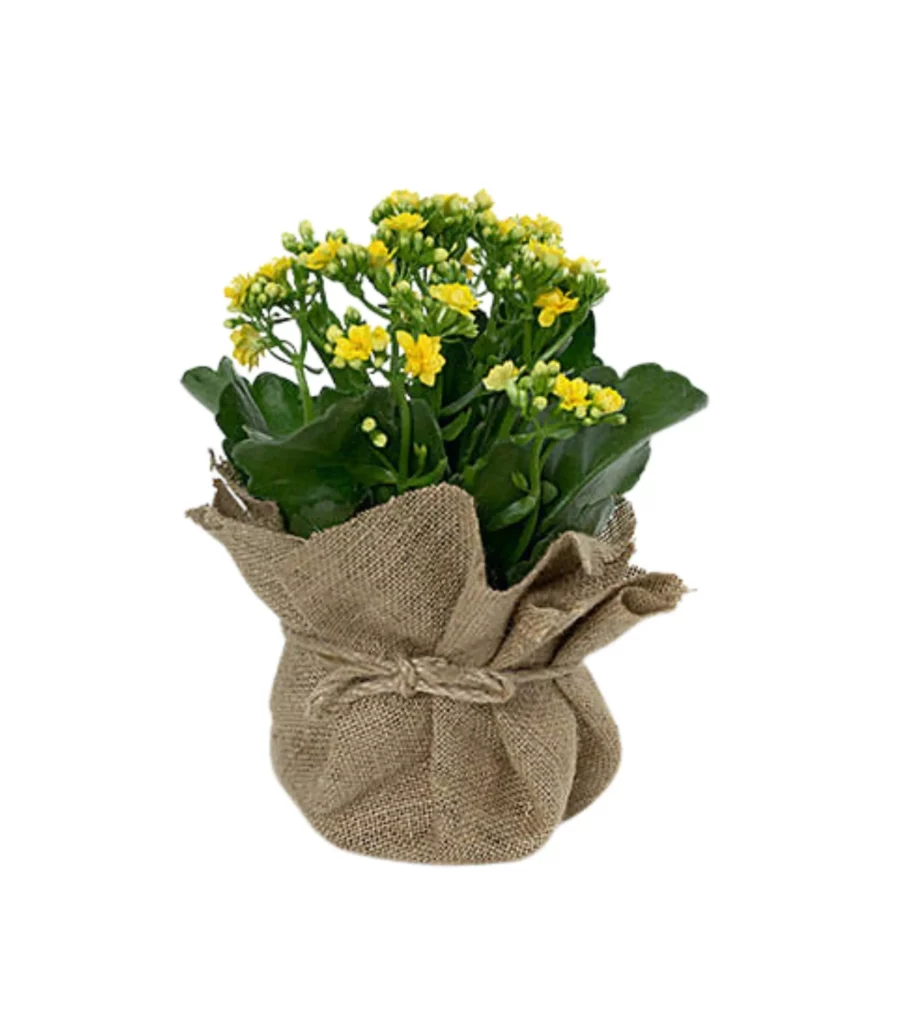 Kalanchoe (Anycolour) Jute Wrapped