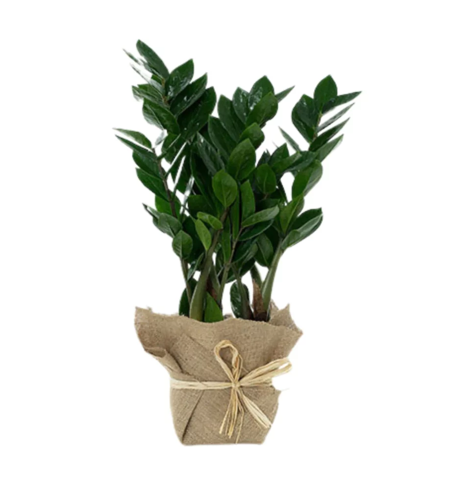 Zz Plant Jute Wrapped