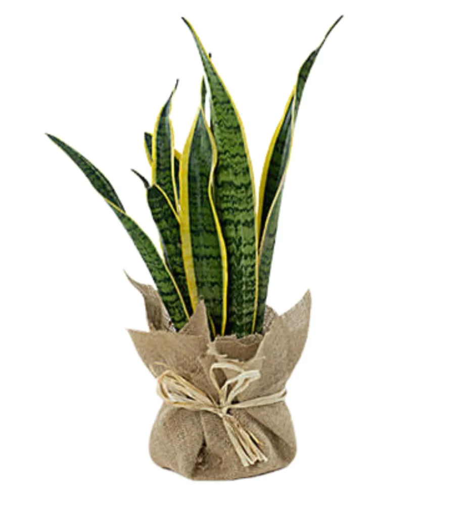 Snake Plant Jute Wrapped