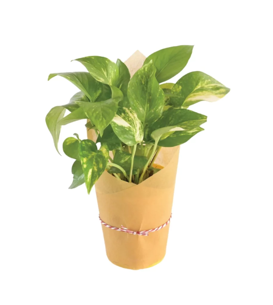 Money Plant Variegated Paper Wrapped