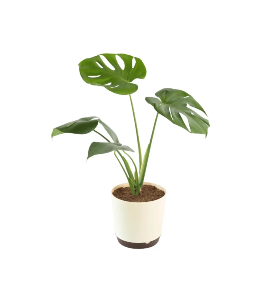 Monstera Deliciosa