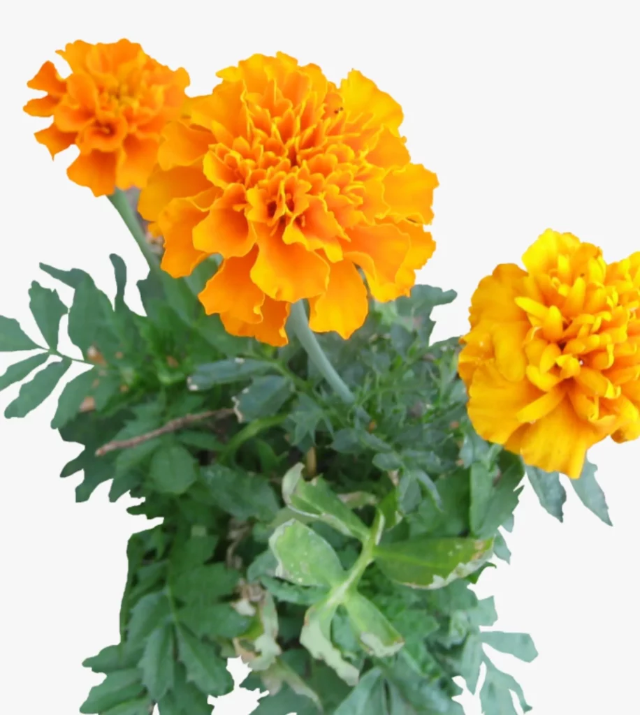 African Marigold (Orange)