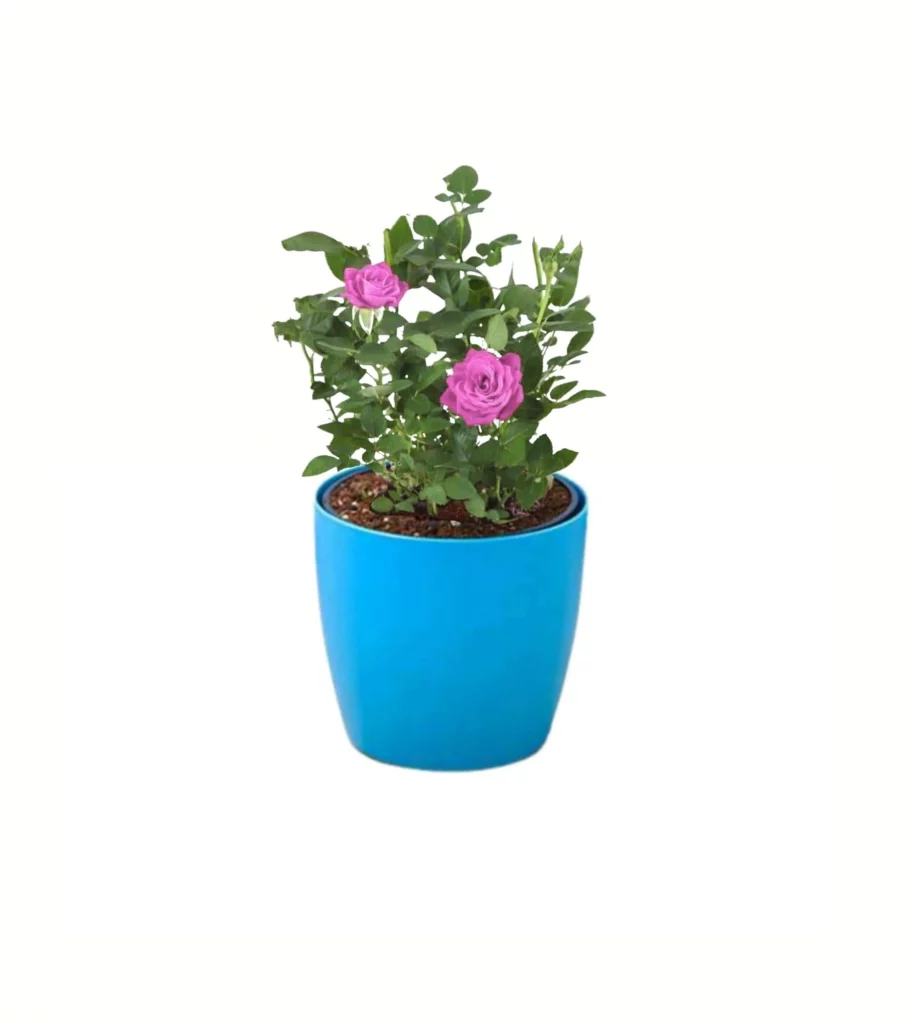 Damascus Rose, Scented Rose (Any Color) Plant