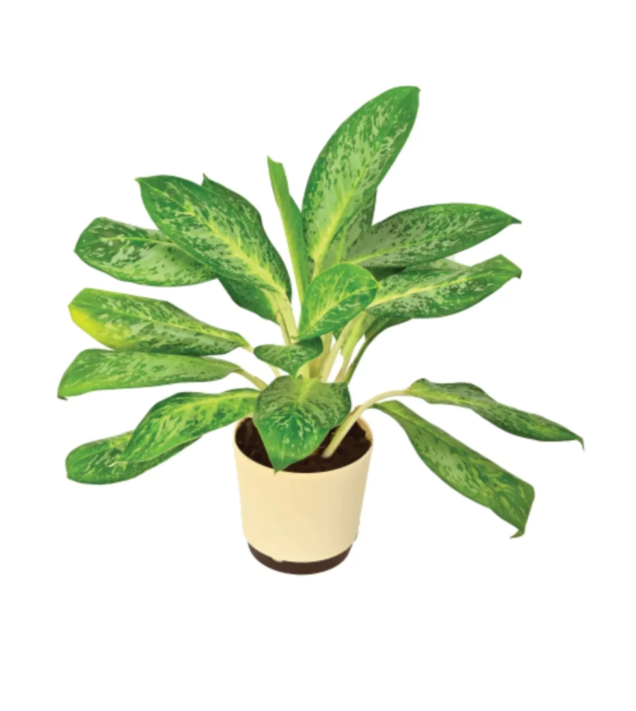 Aglaonema Pearl